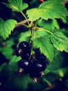 Black currant leaves and berries Royalty Free Stock Photo