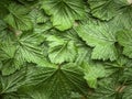Black currant leaves drying for herbal tea Royalty Free Stock Photo