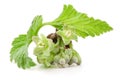 Black currant leaves with flowers isolated on white Royalty Free Stock Photo