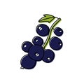 Black currant with leaves isolated. Berry sketch. Color food icon. Vector illustration