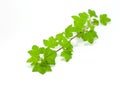 Black currant leaves isolated on white Royalty Free Stock Photo