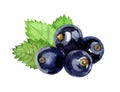 Black currant isolated on white background, watercolor illustration Royalty Free Stock Photo