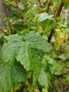 Black currant leaves with rain drops (Czech Republic, EU) Royalty Free Stock Photo