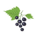 Black currant with leaves on a white background Royalty Free Stock Photo