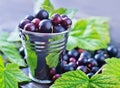 Black currant Royalty Free Stock Photo