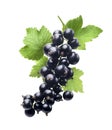 Black currant new isolated on white background Royalty Free Stock Photo