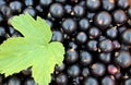 Texture summer ripe berries black currant with leaf Royalty Free Stock Photo