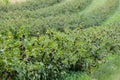 Black currant plants. Royalty Free Stock Photo