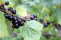 Black currant ready to be eaten