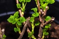 Black currant, Ribes nigrum, bush with fresh shoots in spring