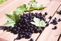 Black currant ribes nigrum Royalty Free Stock Photo