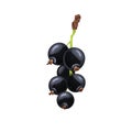 black currant ripe cartoon vector illustration Royalty Free Stock Photo