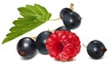 Black currant and ripe raspberry. Royalty Free Stock Photo