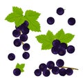 Black currant. A set of berries. Color vector Royalty Free Stock Photo