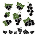 Black currant set. Vector