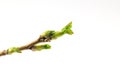 Black currant twig with sprouts Royalty Free Stock Photo