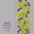 Black currant vector background
