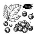 Black currant vector drawing. Isolated berry branch sketch on wh