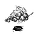 Black currant vector drawing. Isolated berry branch sketch on wh