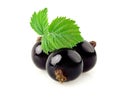 Black currant on a white.