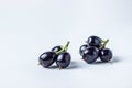 Black currant on a white background.
