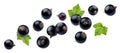 Black currant on white background with clipping path Royalty Free Stock Photo