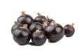 Black currant on white background