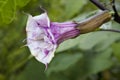 Datura Flower Soft Focus Closeup