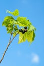 Black currants. Royalty Free Stock Photo