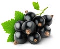 Black currants Royalty Free Stock Photo