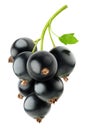 Black currants