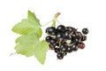 Black currants Royalty Free Stock Photo