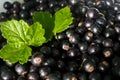 Black Currants Royalty Free Stock Photo