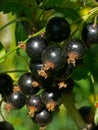 Black currants Royalty Free Stock Photo