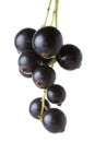 Black currants