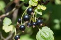 Black currants on bush ready to be picked. Royalty Free Stock Photo