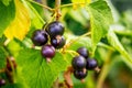 Black currants on the bushe during maturation_