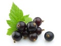 Black currants with leaves Royalty Free Stock Photo