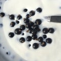 Black currants and sour milk Royalty Free Stock Photo