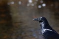 Black currawong with Ronny Creek as bokeh background