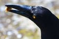 Black Currawong with stolen food tidbit in beak