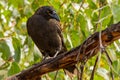 Black Currawong Strepera Fuliginosa Tasmania