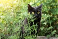 Black cute bombay cat portrait with big yellow eyes and insight look Royalty Free Stock Photo