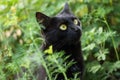 Black cute bombay cat portrait close up, macro Royalty Free Stock Photo