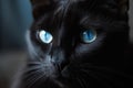 Black Cute Cat Blue Eyes. Generate Ai
