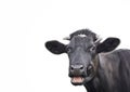 Black cute cow isolated on white Royalty Free Stock Photo