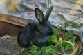 Black cute, domestic, fluffy rabbit close up Royalty Free Stock Photo