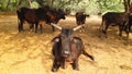 The Black Cute Indian Bull Is Sitting Under The Shade Of The Tree. Royalty Free Stock Photo