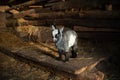 black and cute kid in the barn. Goats in the hay.