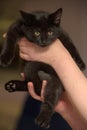 Black cute kitten in hands close up Royalty Free Stock Photo